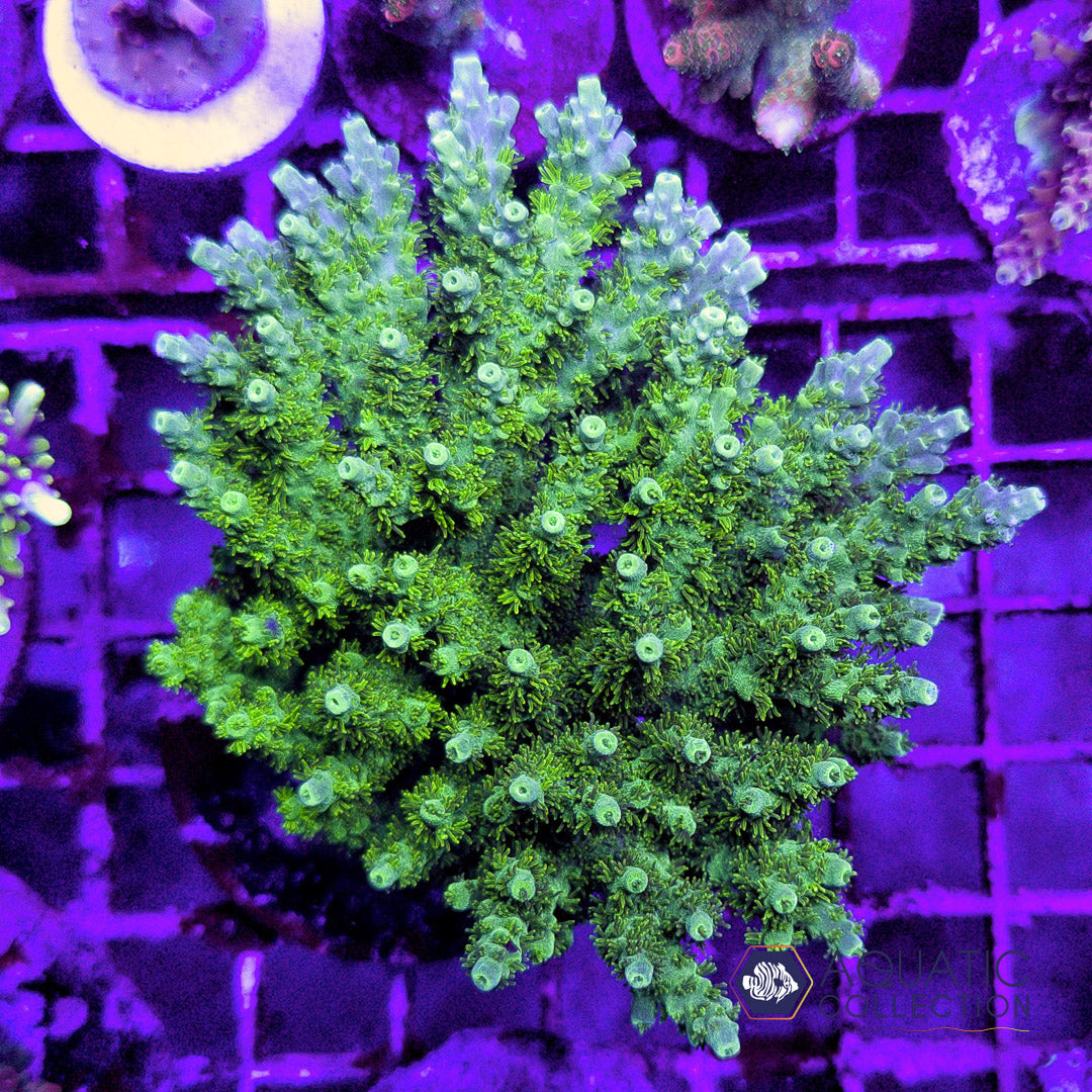 Green Acropora Colony