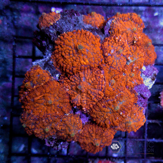 Orange Rhodactis Colony