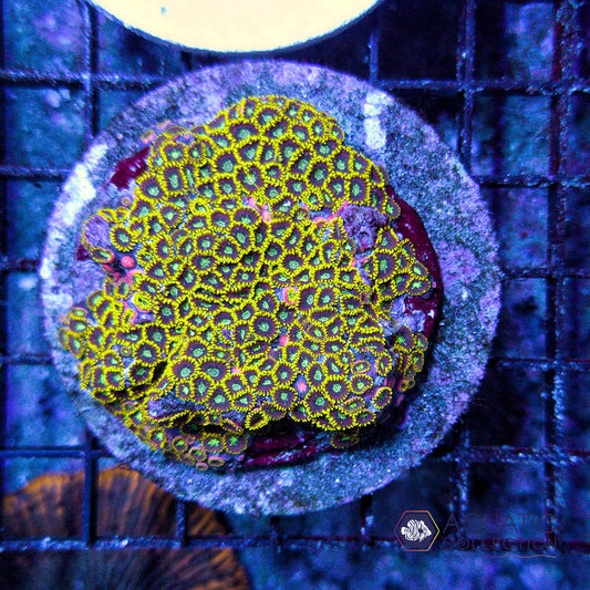 Yellow Zoanthid Colony