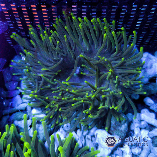 Ultra Green BTA