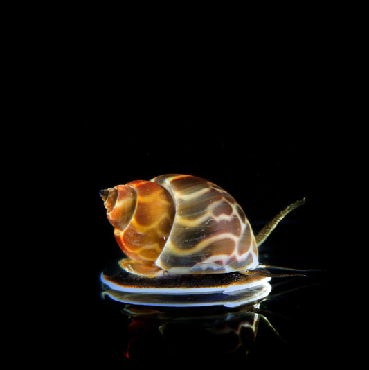 Butterscotch Nassarius Snail