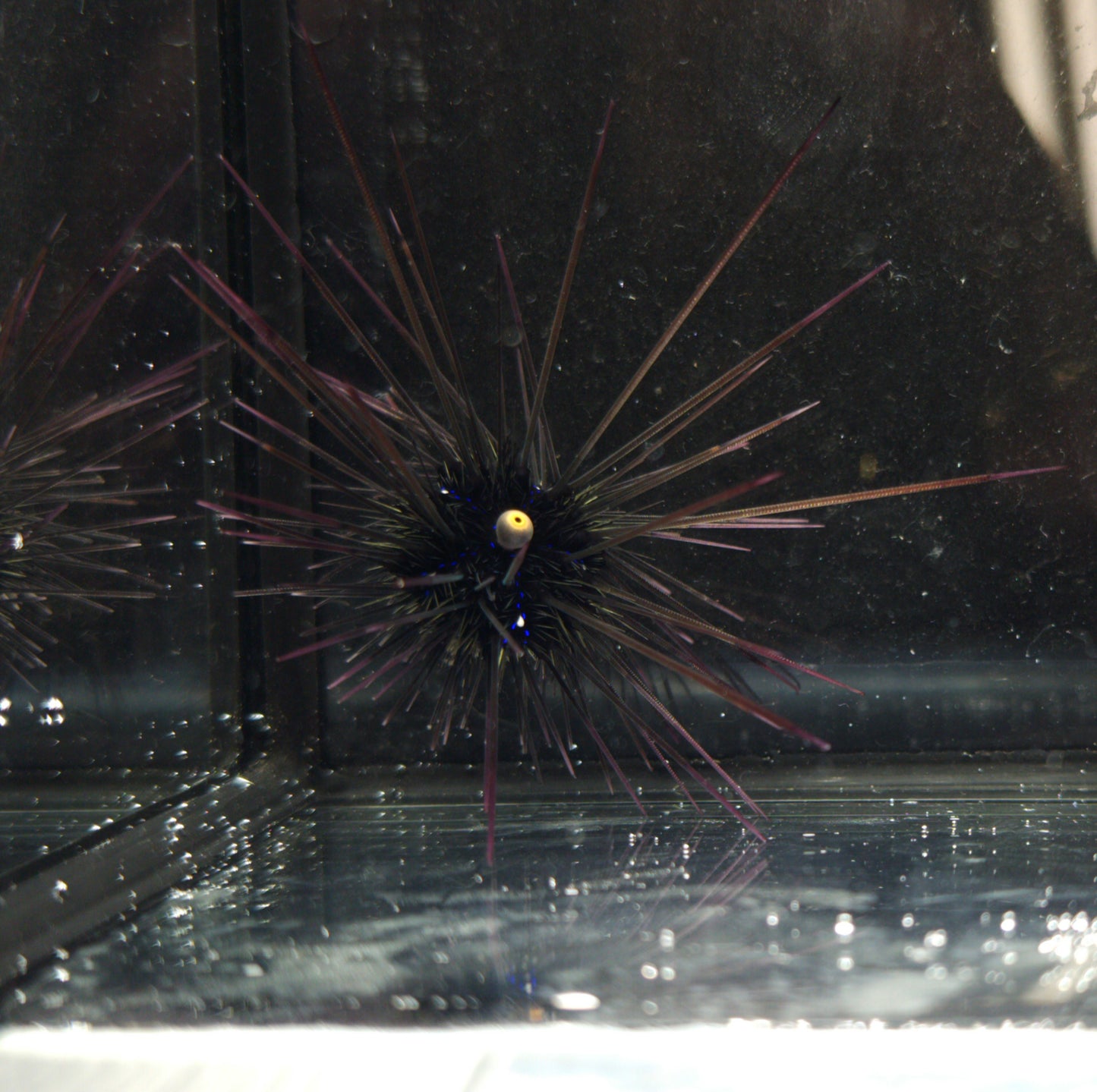 Long Spine Urchin