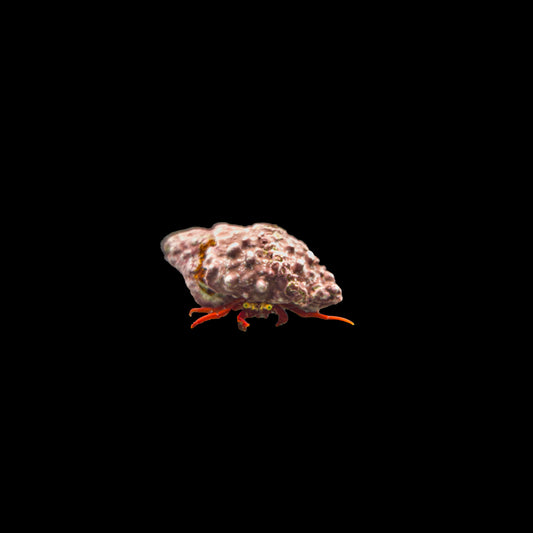 Scarlet Reef Hermit Crab