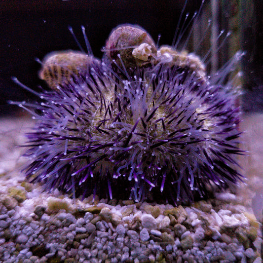 Purple Urchin