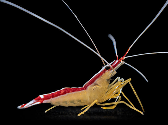 Cleaner Shrimp – Aquatic Collection Aquarium