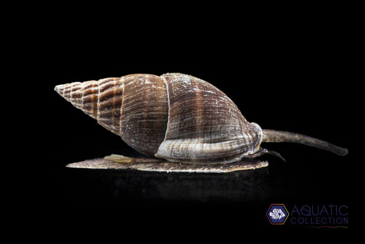 Nassarius Snail