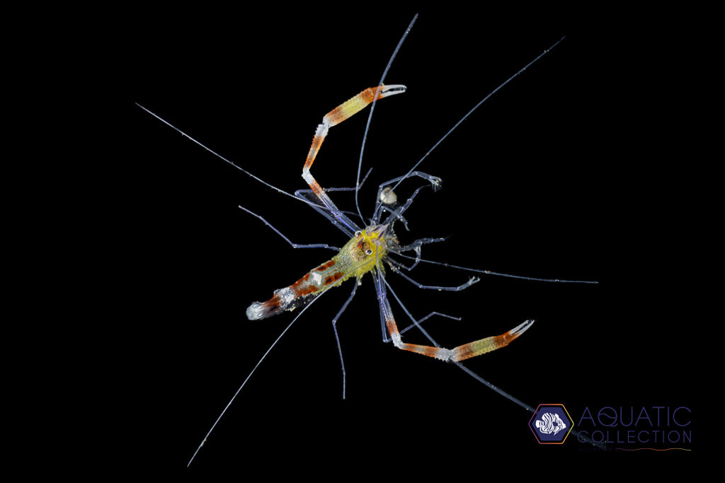 Gold Banded Shrimp