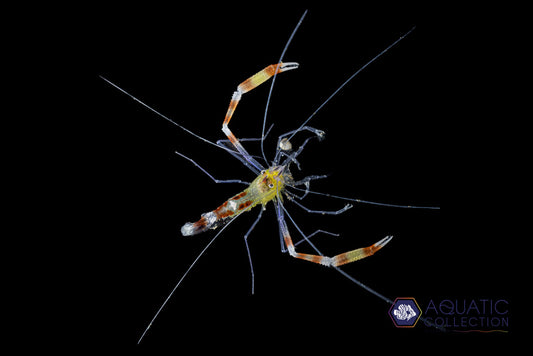 Gold Banded Shrimp