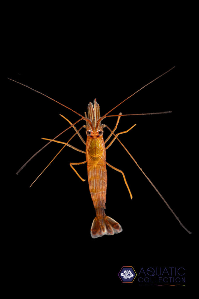 Inverts – Aquatic Collection Aquarium