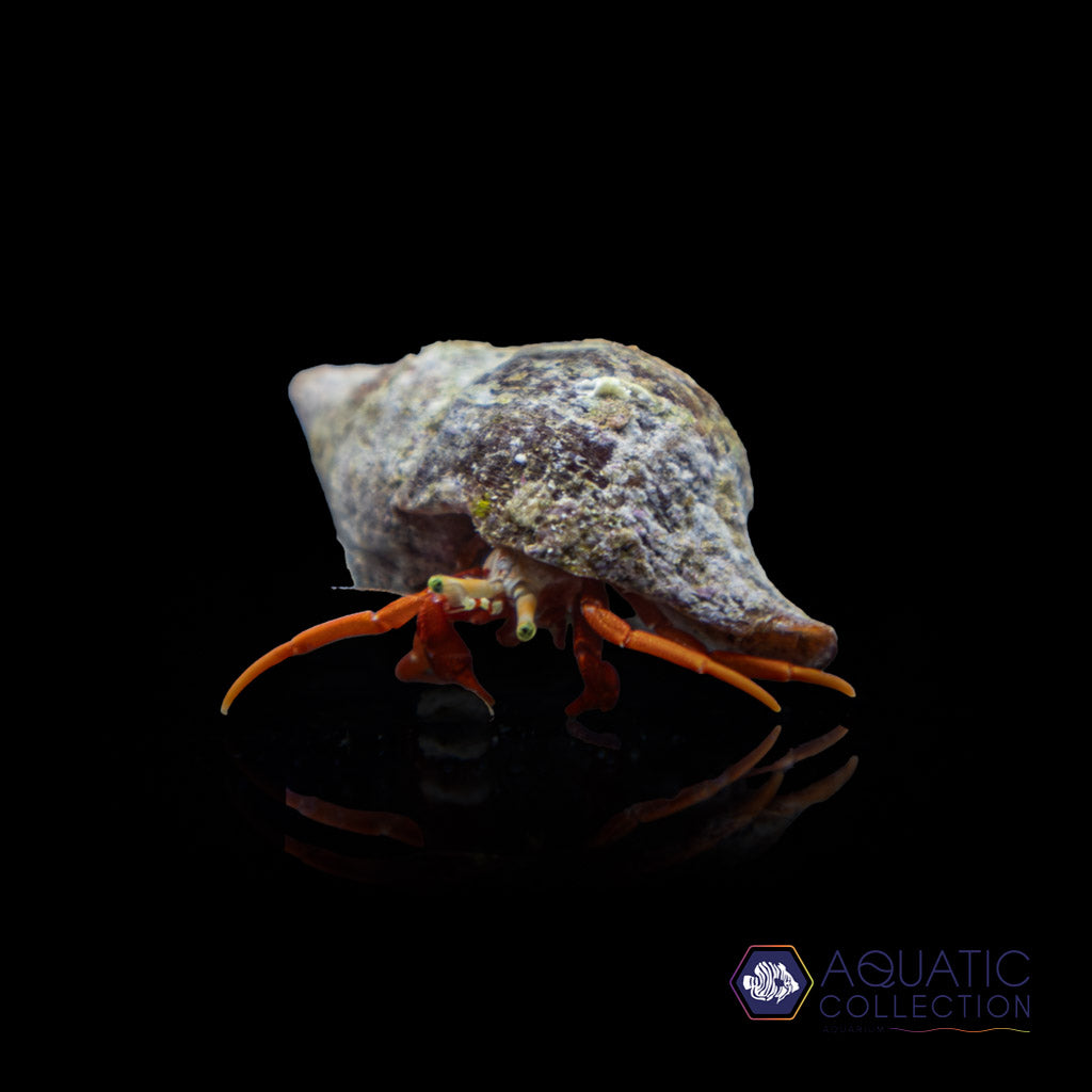 Assorted Reef Hermit Crab