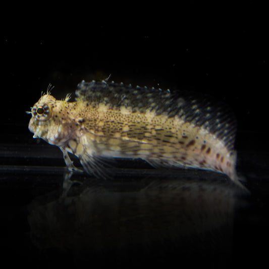 Algae Blenny