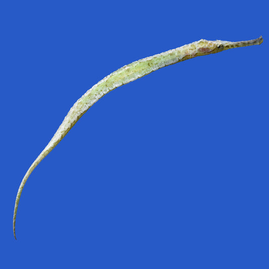 Aligator Pipefish