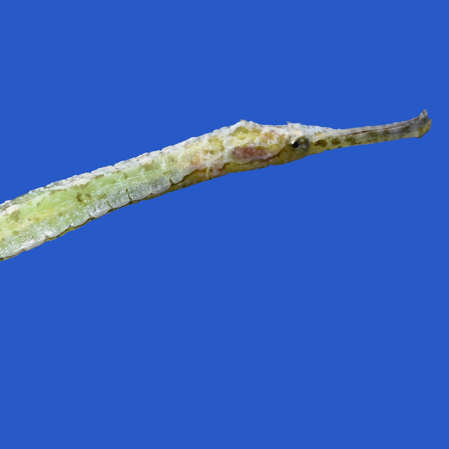 Aligator Pipefish