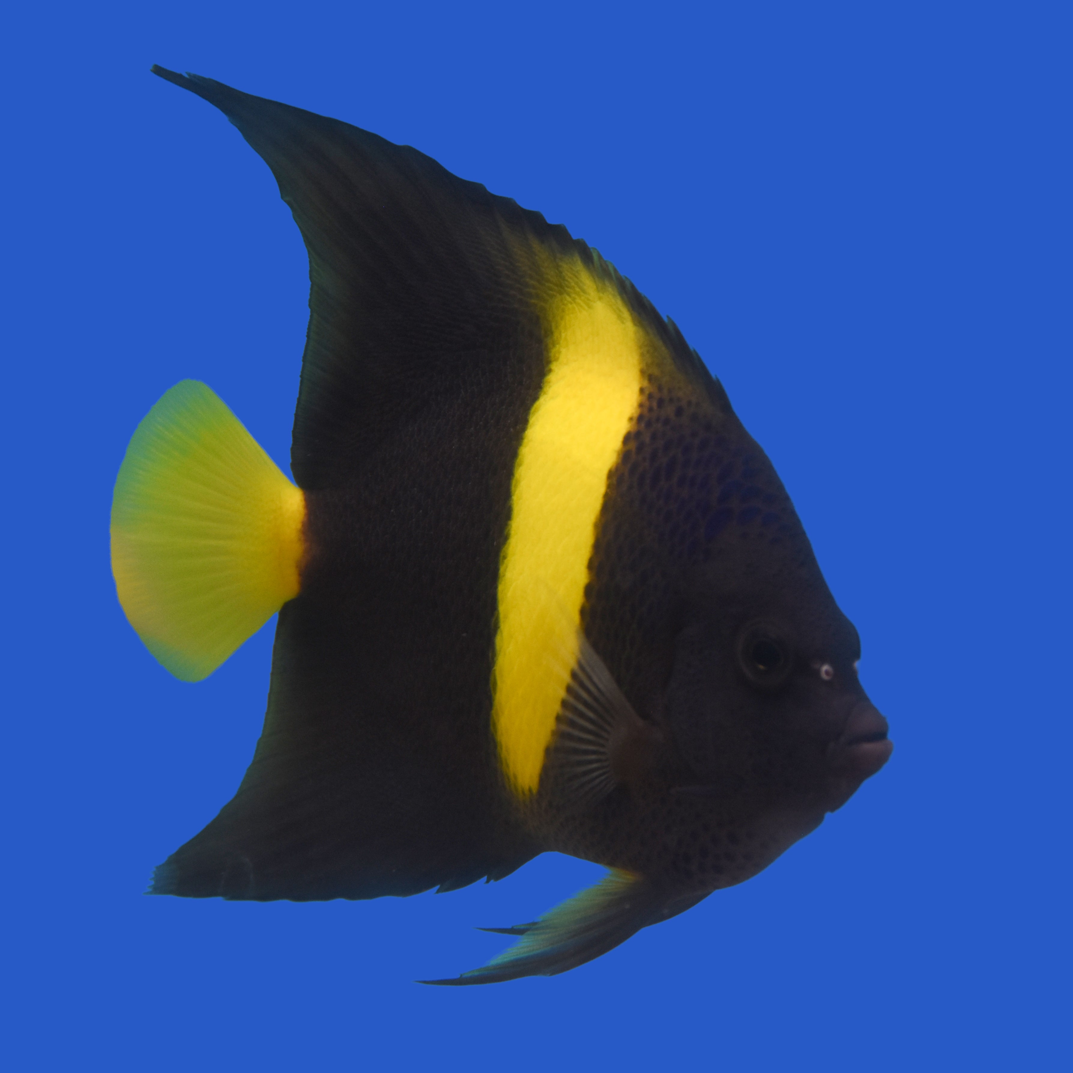 Asfur Angelfish WYSIWYG – Aquatic Collection Aquarium