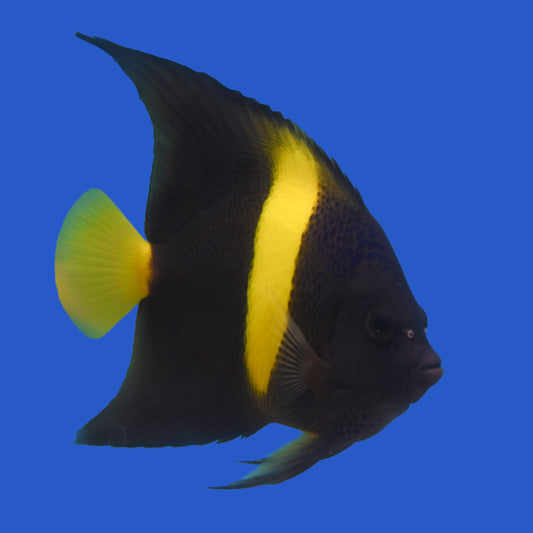 Asfur Angelfish WYSIWYG
