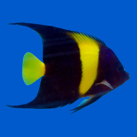 Asfur Angelfish