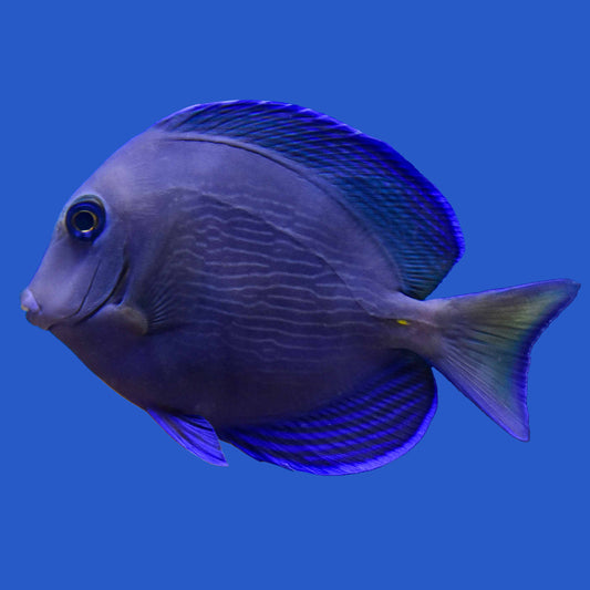 Atlantic Blue Tang