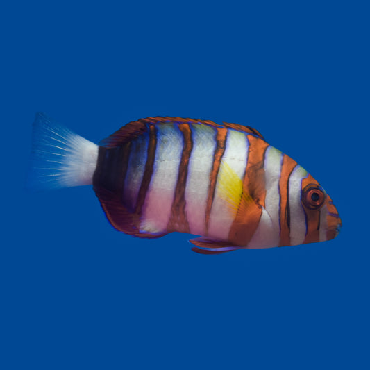 Harlequin Tusk