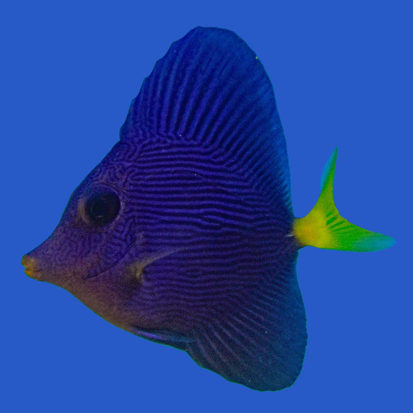 Purple Tang