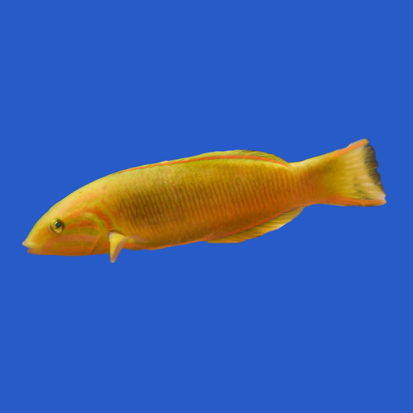 Banana Wrasse