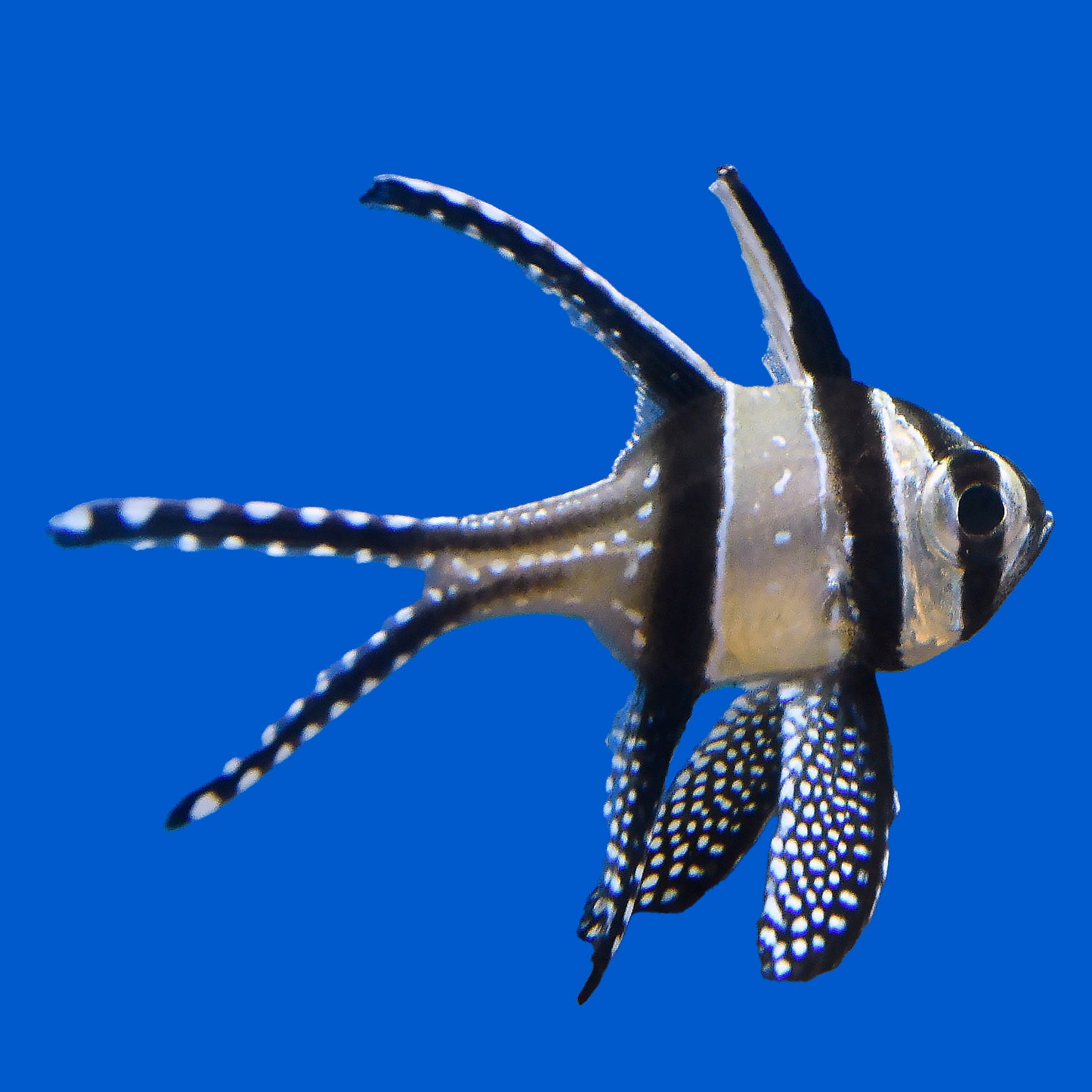 Banggai Cardinal