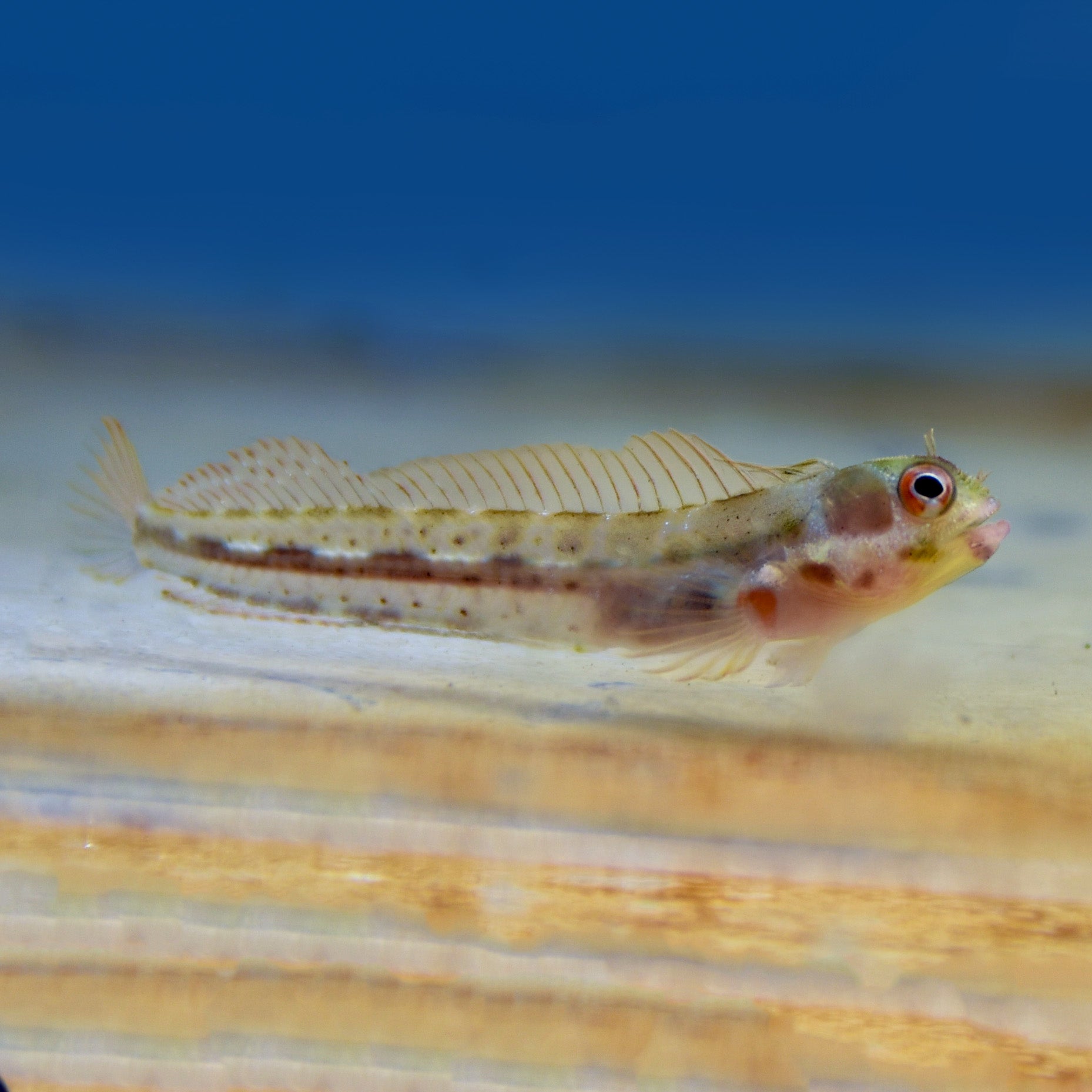 Barnicle Shellfish Barnicle Blenny – Aquatic Collection Aquarium