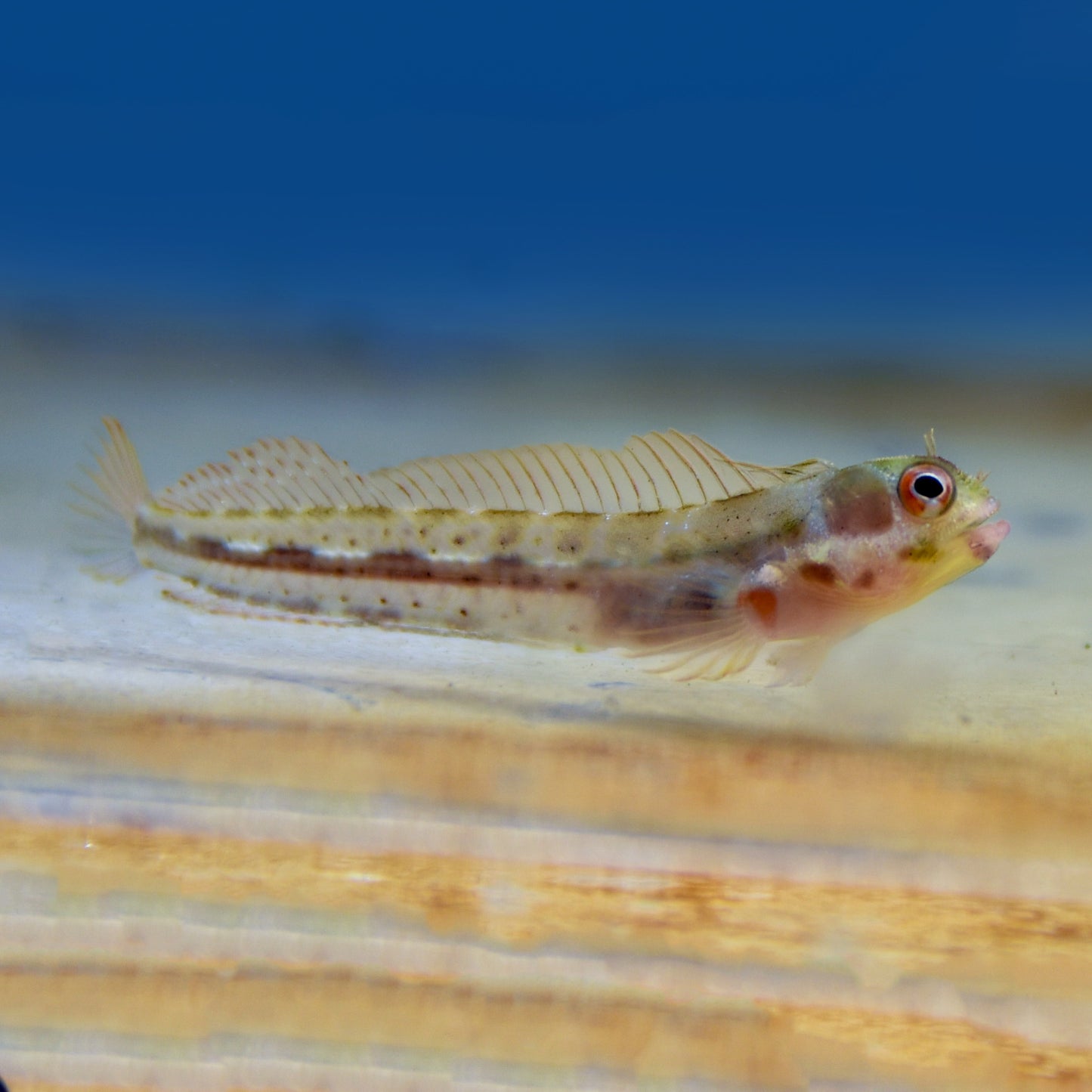 Barnicle Blenny