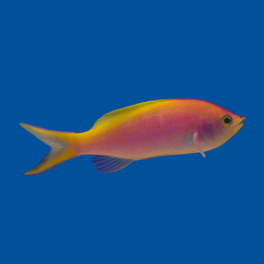 Barlett Anthias