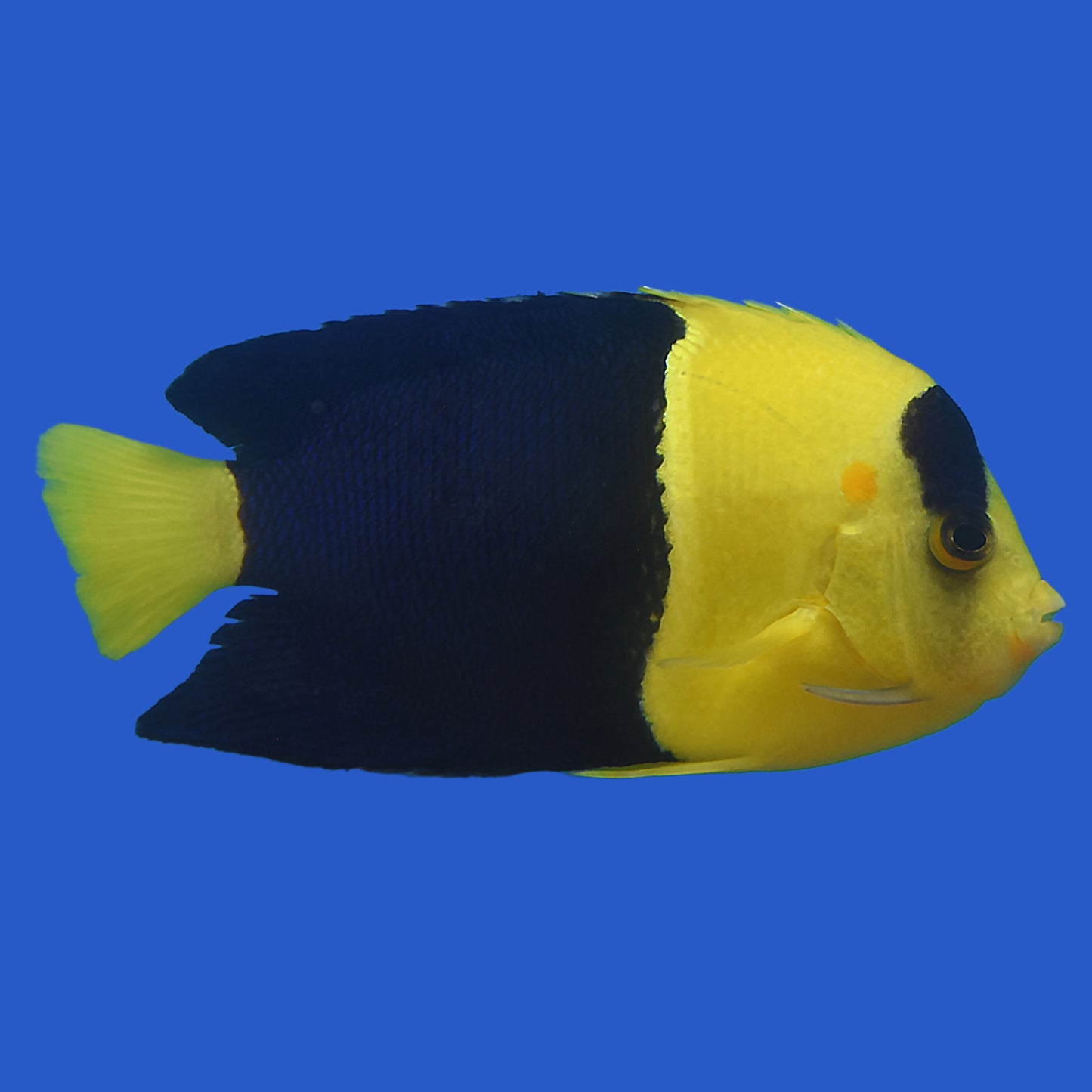 Bicolor Angelfish