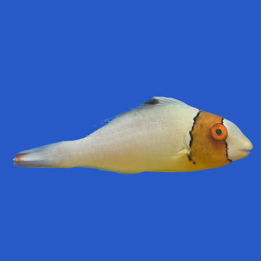 Bicolor Parrotfish