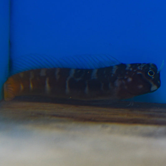 Bicolor Blenny
