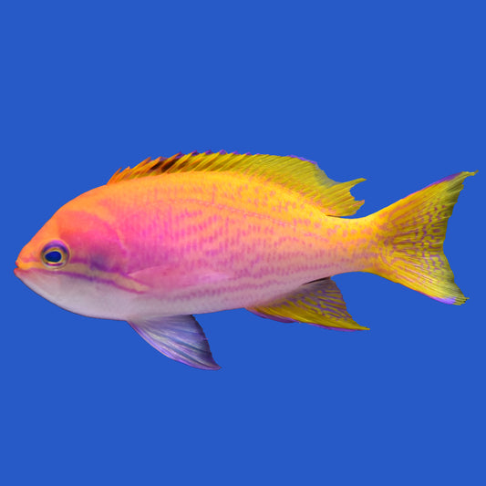 Bimac Anthias