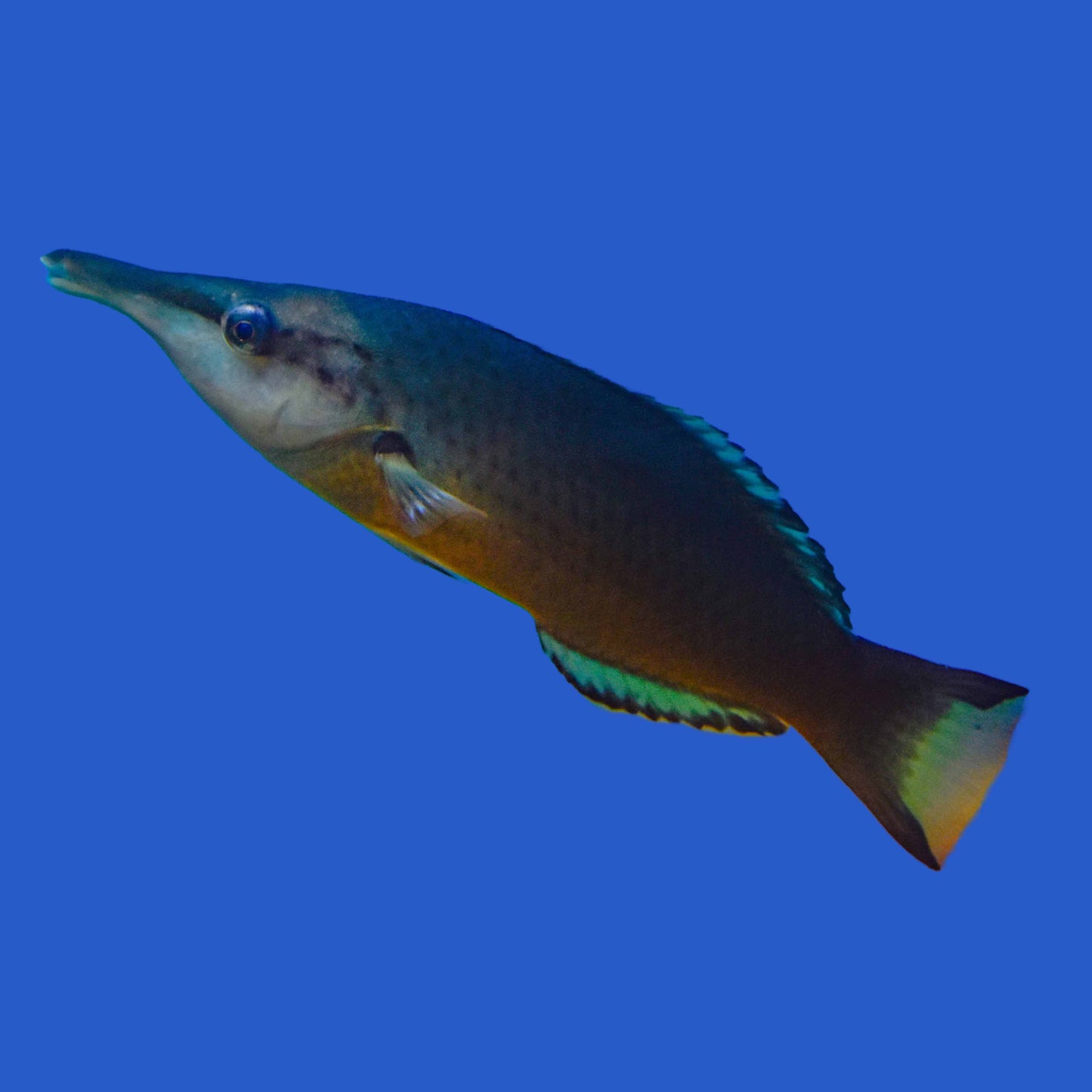 Bird Wrasse