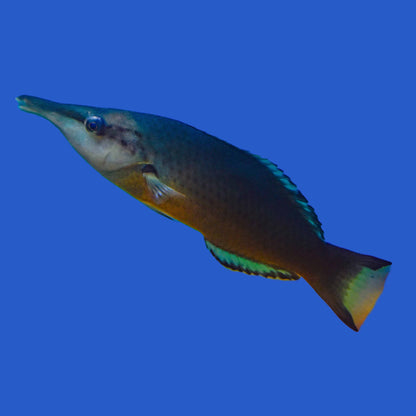 Bird Wrasse