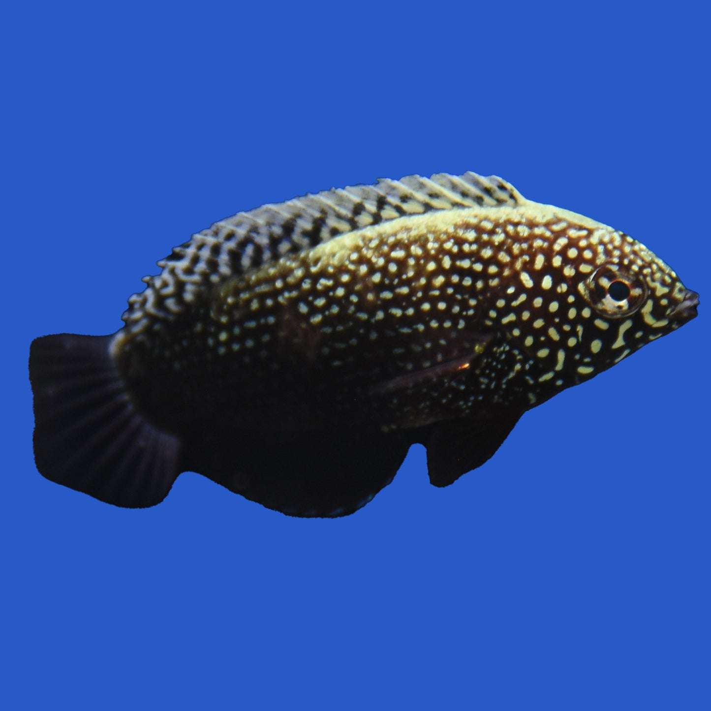 Black Leopard Wrasse