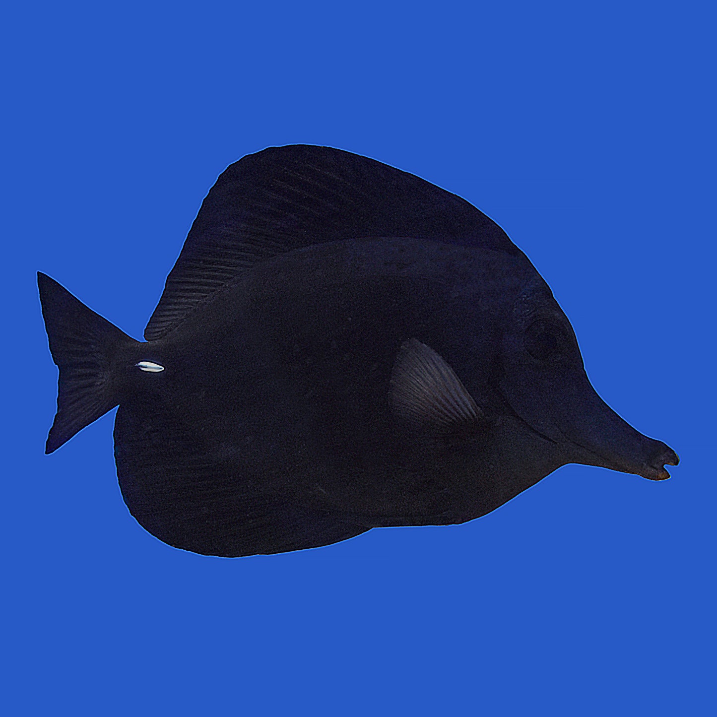 Black Longnose Tang