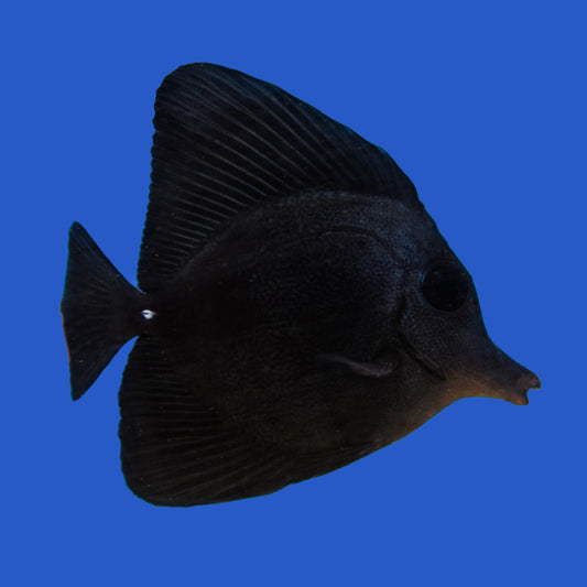 Black Longnose Tang WYSIWYG