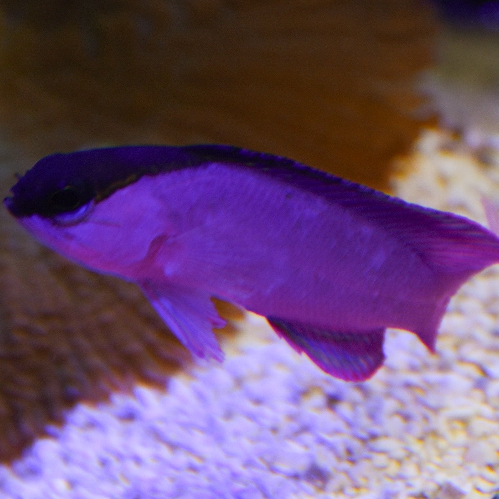 Black Cap Basslet – Aquatic Collection Aquarium
