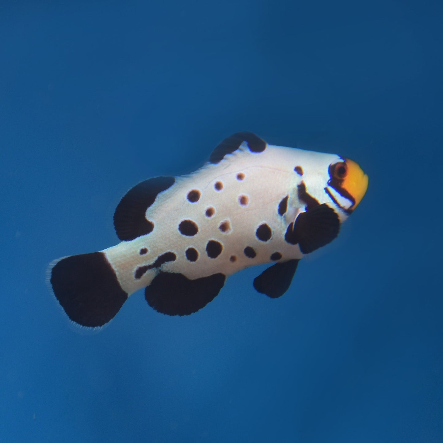 Black Frostbite Clownfish - Aquacultured