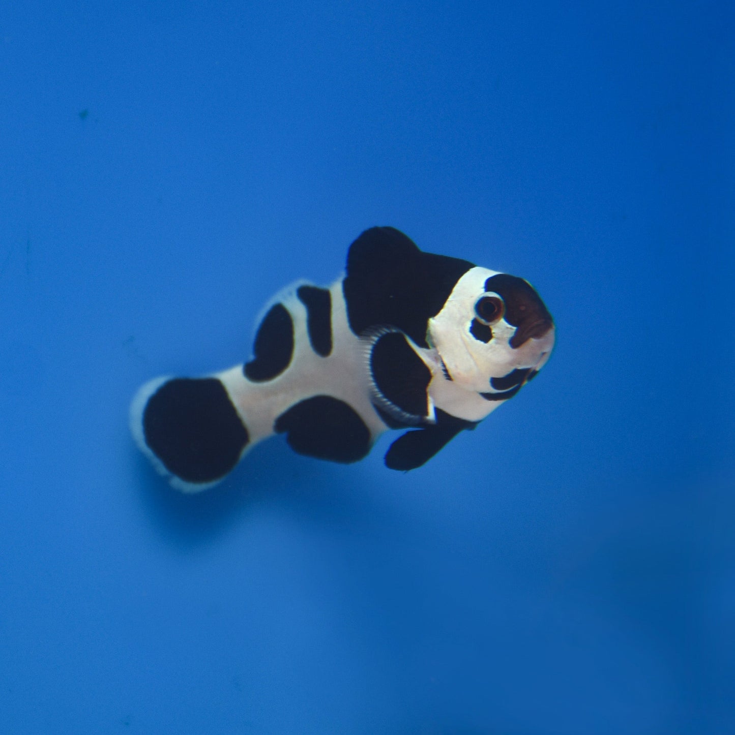 Black Storm Clownfish - Aquacultured