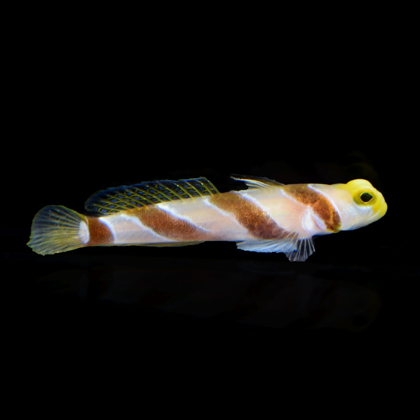 Black Stripe Goby