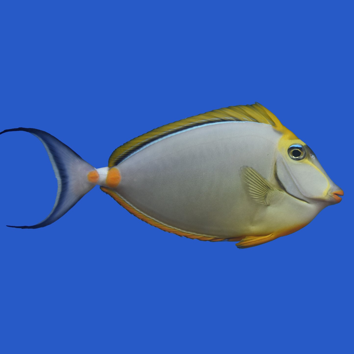 Blonde Naso Tang