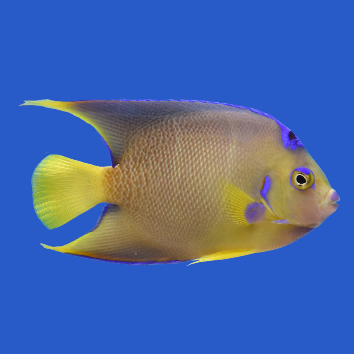 Blue Angelfish WYSIWYG – Aquatic Collection Aquarium