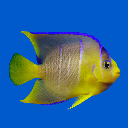 Blue Angelfish