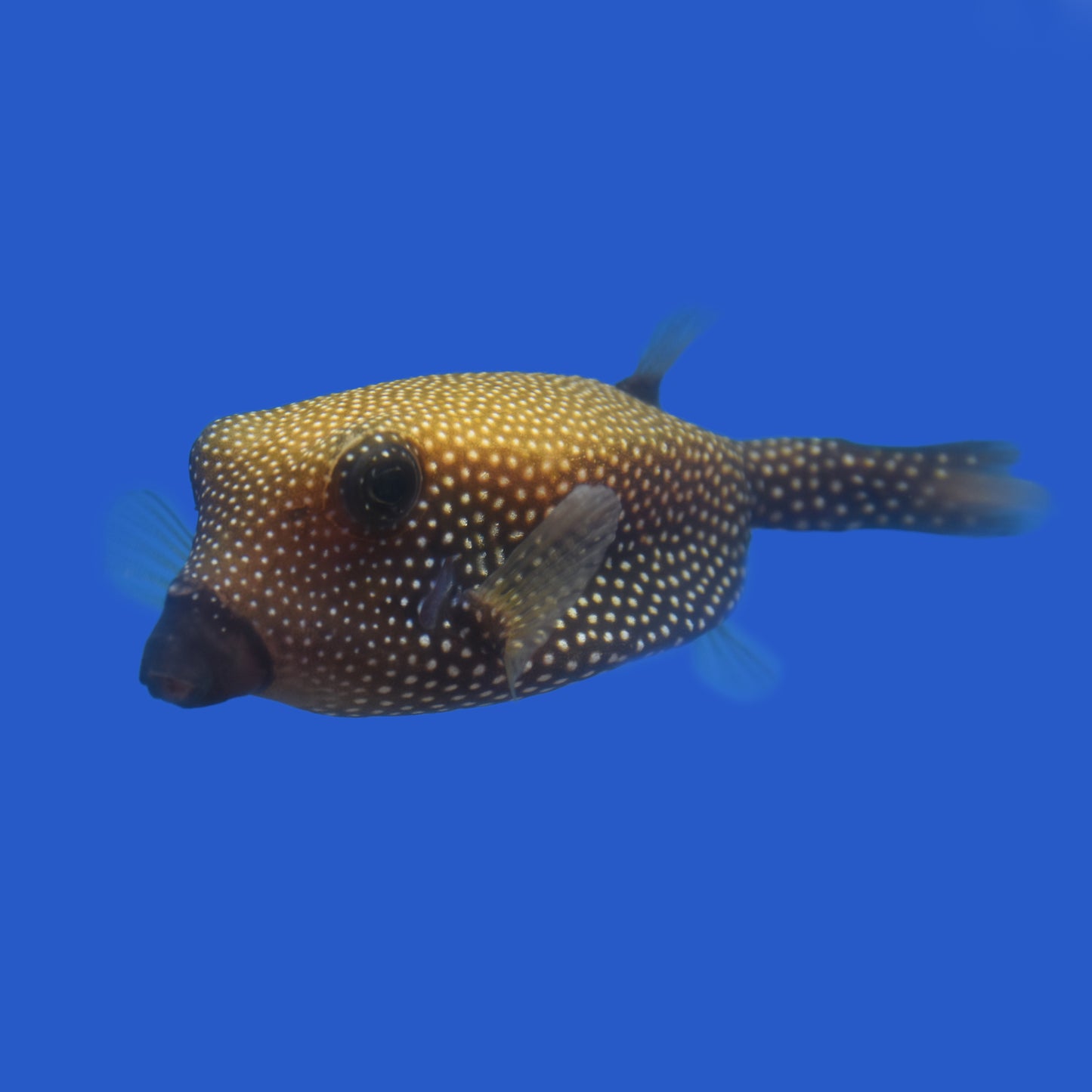 Blue Boxfish