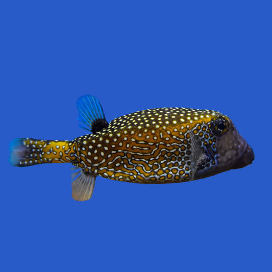 Blue Boxfish