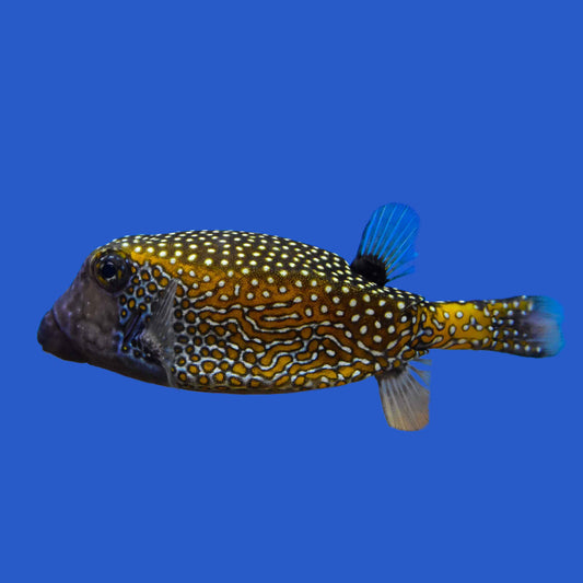 Blue Boxfish