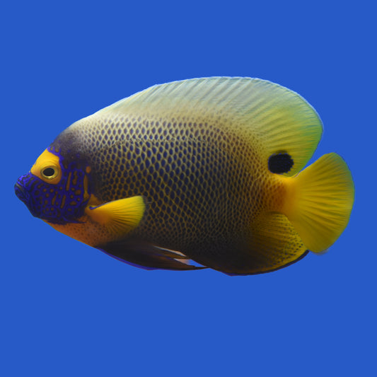 Blue Face Angelfish WYSIWYG