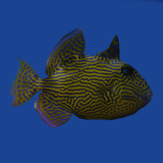 Blue Line Triggerfish WYSIWYG