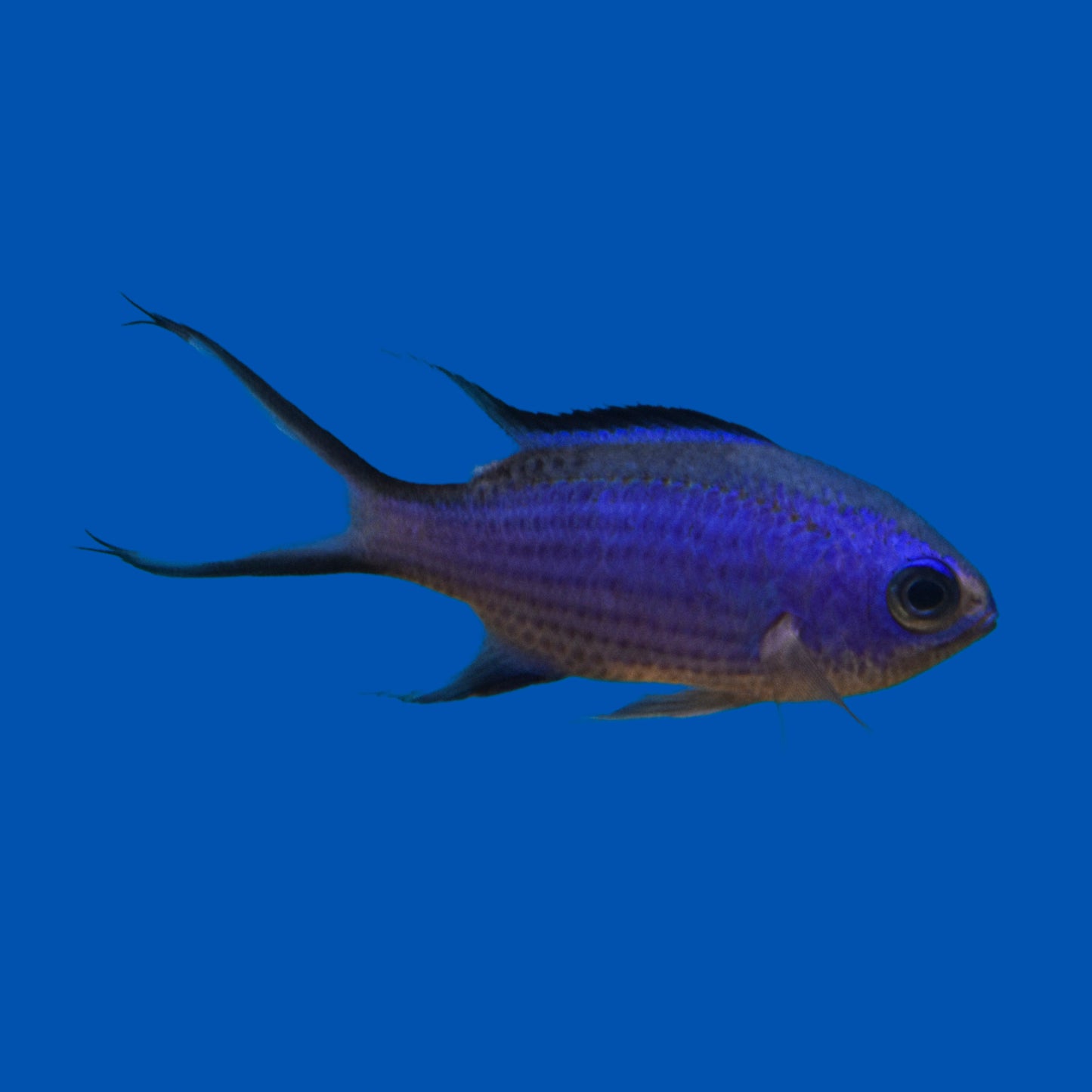 Blue Reef Chromis